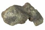 Fossil Nodosaur Vertebra on Metal Stand - Montana #132012-5